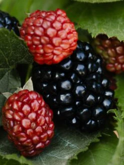 Pura Shop -Pura Shop blackberryresized