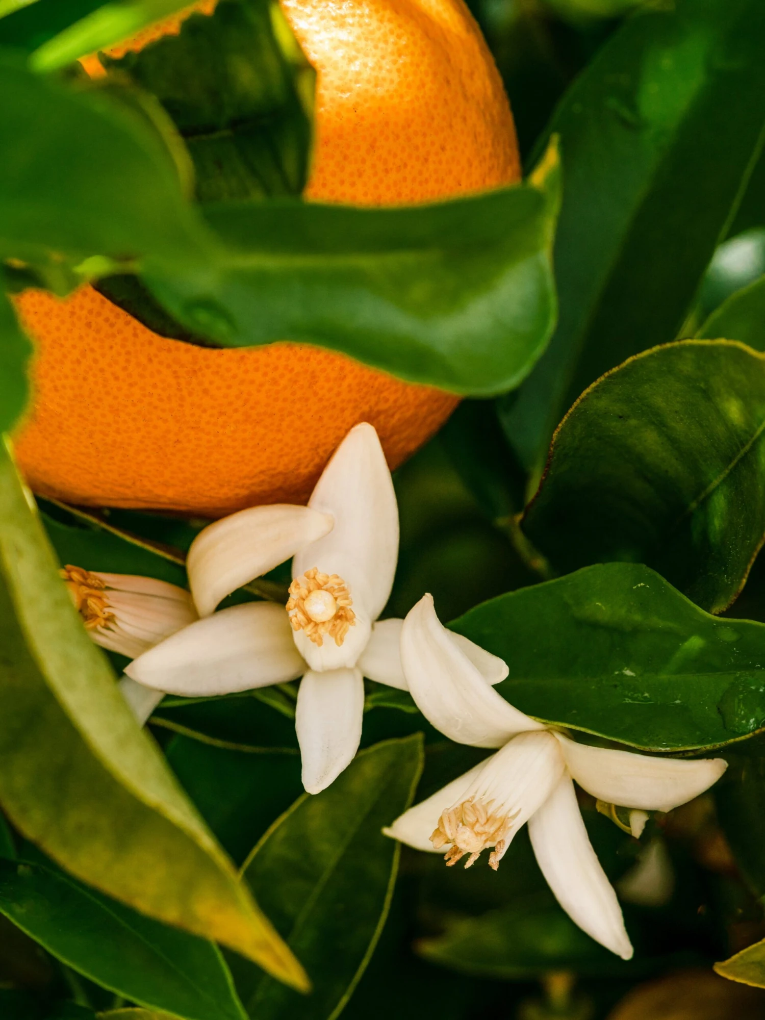 Signature Citrus 2 Signature Citrus - Image 2