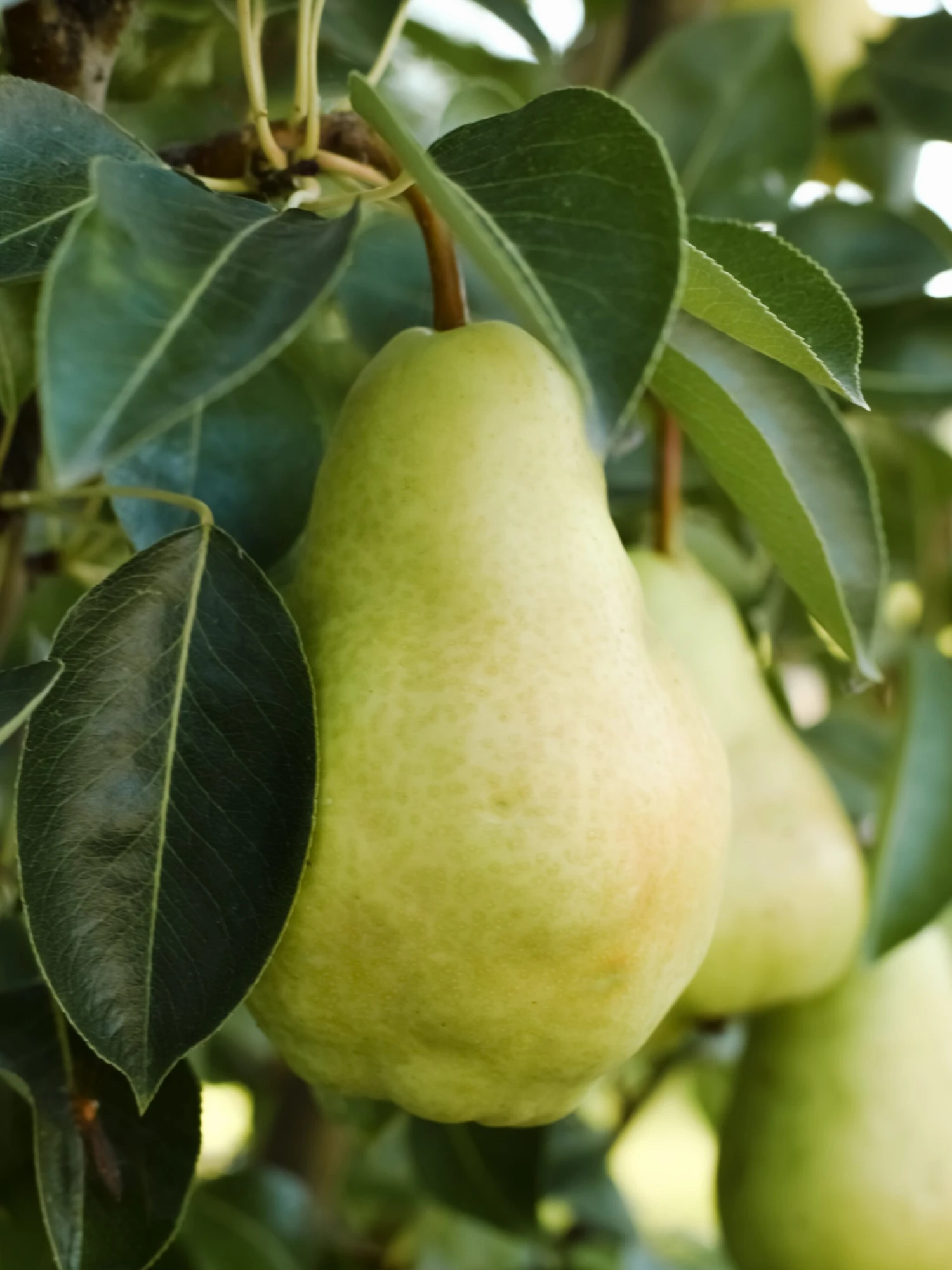 Pear No. 25 2 Pear No. 25 - Image 2