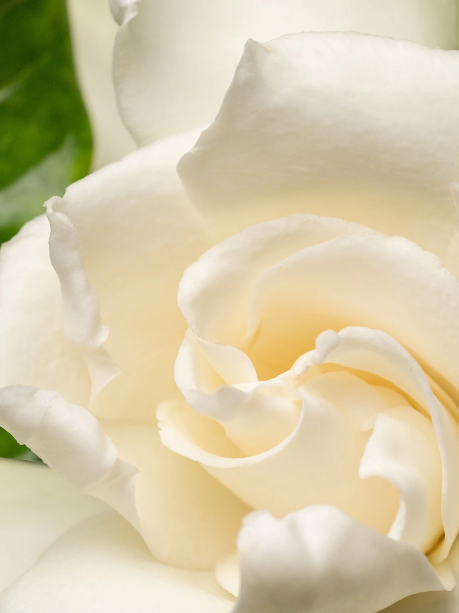 Anthropologie Night Gardenia 2 Anthropologie Night Gardenia - Image 2